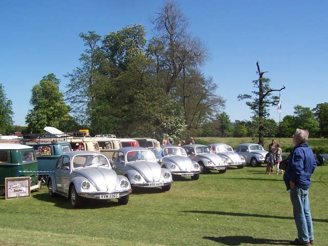Last Edition Beetles